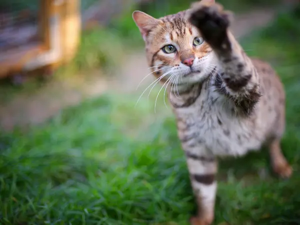 A photo of a healthy Bengal cat, representing complete Bengal cat care to prevent health issues
