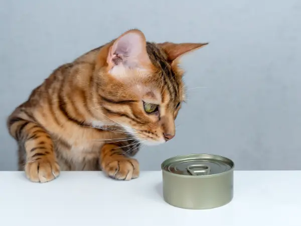A Bengal cat beside a tin of cat food, representing complete Bengal cat care and proper nutrition