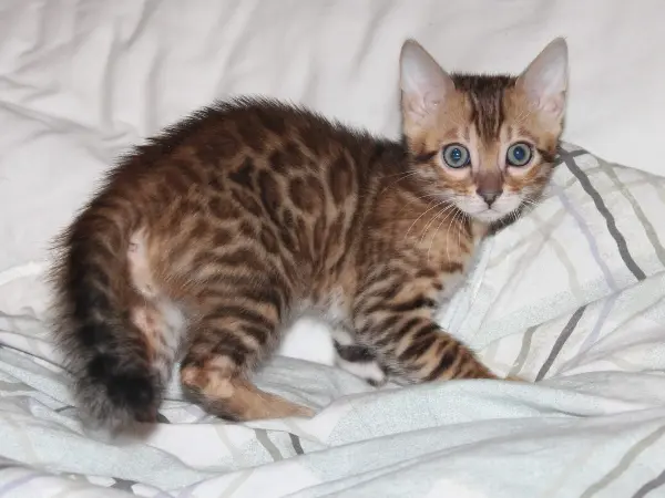 A photo of a healthy and active Bengal kitten, representing complete Bengal kitten care