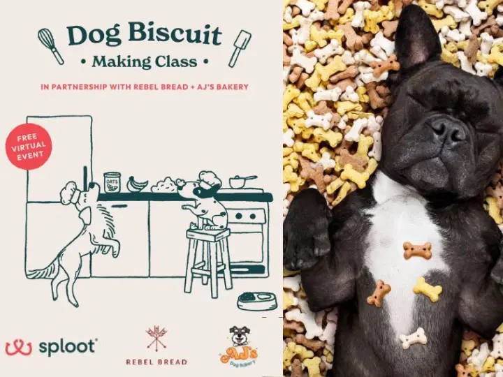 Join our virtual dog treat baking class with AJ’s Dog Bakery! Learn to make a festive Thanksgiving feast your pup will love (free to join)!