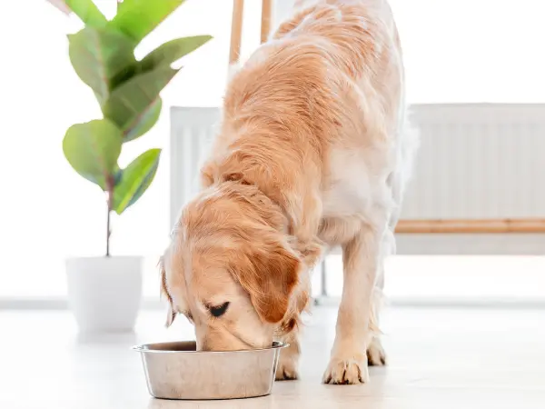 A dog eating one of the best dog food for allergies