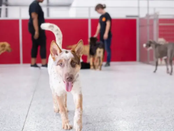 A photo of a dog enjoying their stay at The Dog Stop, a dog boarding establishment in Colorado Springs