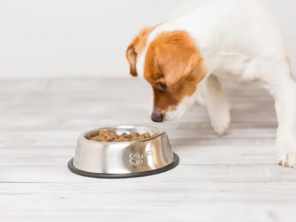A photo of a dog not eating or having a reduced appetite because of a sudden change in dog food