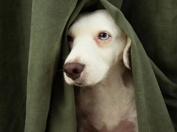 A photo of a dog not eating or having a reduced appetite because of canine separation anxiety
