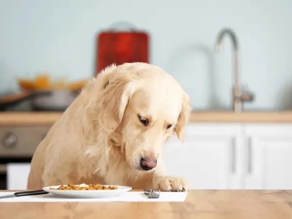 A photo of a dog not eating normally because of dental issues that cause pain