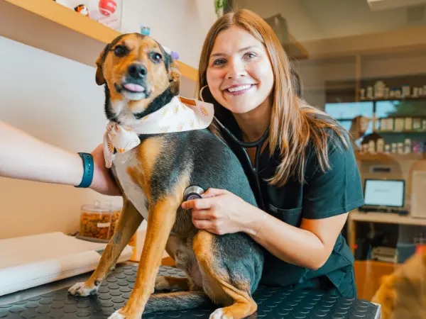 A dog that is not eating brought for a check-up at Sploot Vets, a veterinary care provider in Denver, Colorado Springs, and Chicago