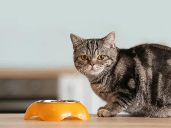 A cat that is not eating or ignoring food due to gastrointestinal issues