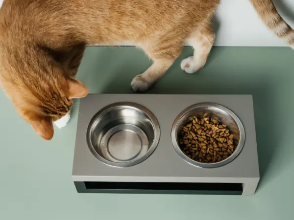 Top view of a cat not eating and ignoring food because of free feeding or leaving out the cat food too long