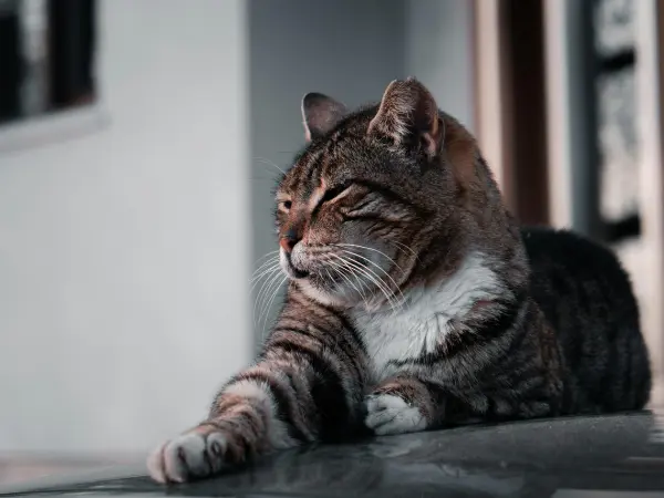 An older or senior cat that is not eating due to their dulled sense of smell