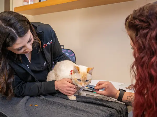 A cat that is not eating and brought for a check up at Sploot Vets, a veterinary care provider in Chicago, Denver, and Colorado Springs