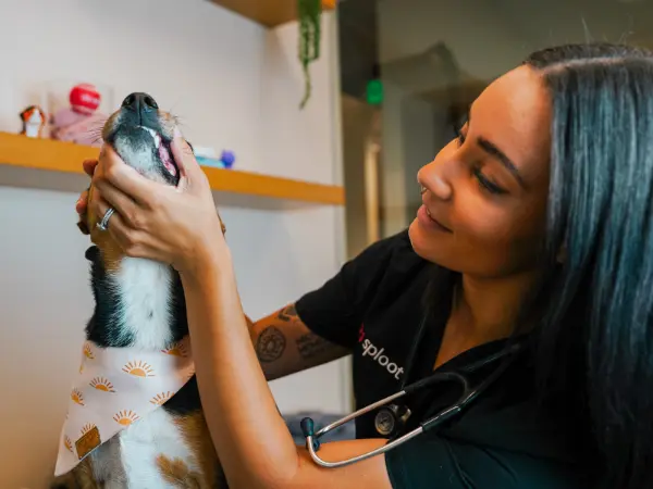 A photo of a dog getting their teeth checked after dog dental cleaning at Sploot Veterinary Care, a vet clinic in Chicago. Colorado Springs, and Denver.