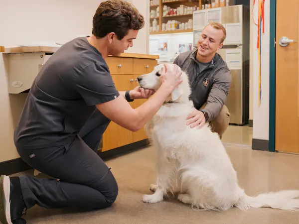 A photo of a pet parent consulting a veterinarian at Sploot Veterinary Care about dental cleaning for dogs and the estimated cost