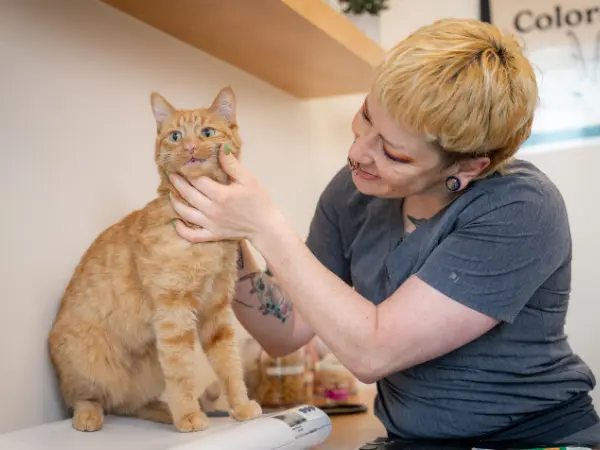 A cat brought to Sploot Veterinary Care, a vet clinic in Chicago, Denver, and Colorado Springs, for a cat dental cleaning consultation