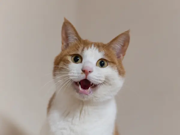A cat meowing, exposing their healthy teeth and gums, maintained by regular cat dental cleaning