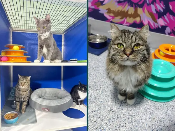 Adoptable cats from Wild Blue Cats, a cat shelter and rescue in Colorado Springs