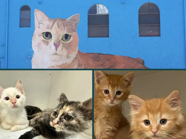 A collage showing the adoptable cats and the outside mural of Look What the Cat Brought In, a cat shelter in Colorado Springs