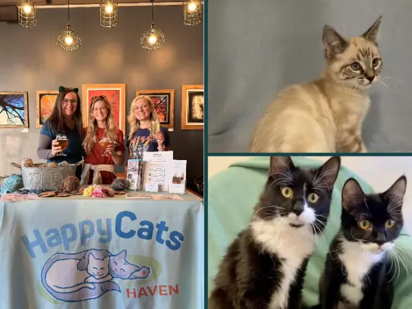 A collage showing a cat adoption event and adoptable cats from Happy Cats Haven, a cat shelter in Colorado Springs