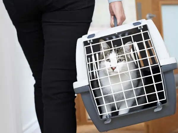A cat parent carrying a cat carrier with a cat inside, representing bringing home a newly adopted cat from a cat shelter in Colorado Springs