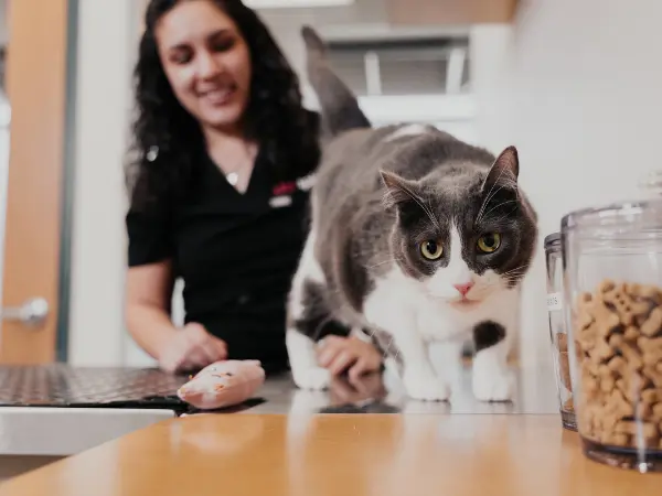 A newly adopted cat brought to Sploot Vets, a vet clinic in Colorado Springs, for a wellness exam