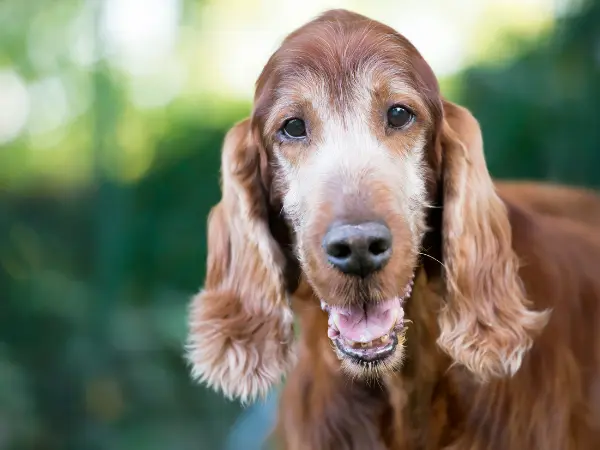 Close-up of an old dog with a happy, contented look, representing pain relief for dogs offered by pain medications for dogs