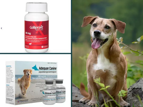 A collage showing various pain meds for dogs that are typically prescribed for osteoarthritis or joint pain in dogs, including grapiprant and Adequan Canine