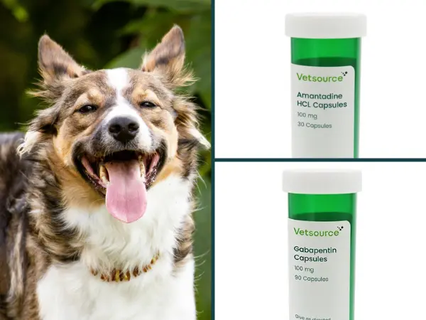 A collage showing pain medications for dogs, including amantadine and gabapentin, typically prescribed for chronic pain in dogs