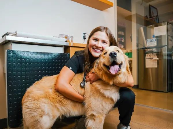 A photo of a dog brought for a consultation about pain relief and pain meds for dogs in Sploot Vets, a vet clinic in Chicago, Denver, and Colorado Springs