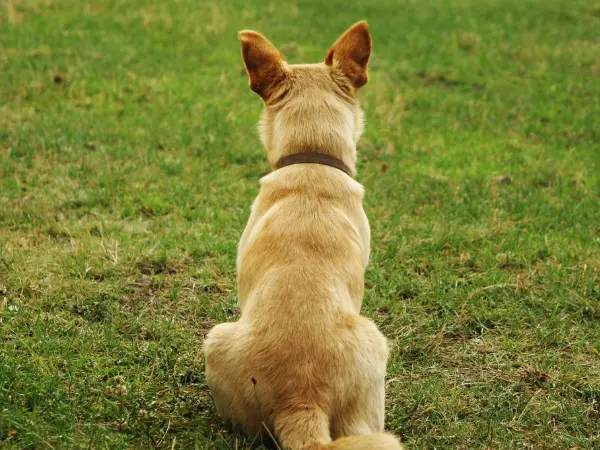 A photo of a sitting dog from the back, representing a dog scooting their butt on the floor to relieve itchiness