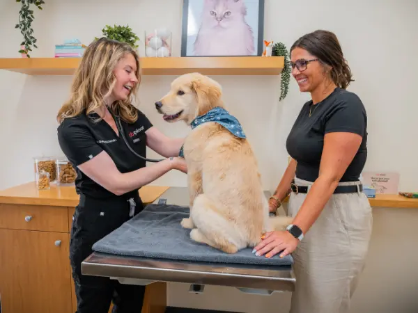 A dog brought to Sploot Vets, a vet clinic in Chicago, Denver, and Colorado Springs because the dog is scooting or dragging their bottom on the floor