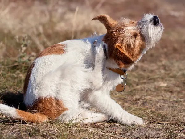 A dog scratching due to fleas and ticks, which can result in the dog scooting butt to relieve itching and discomfort