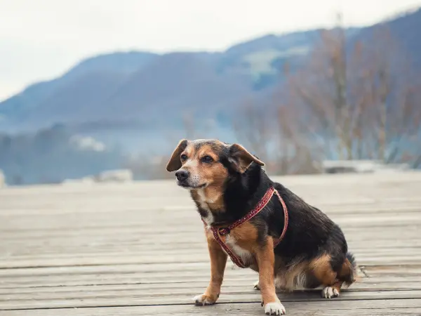 A photo of a dog sitting, representing dog scooting butt due to  full anal glands caused by constipation and diarrhea