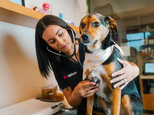 A dog brought to the vet to discuss treatment for dog scooting and possible home remedies for dog scooting