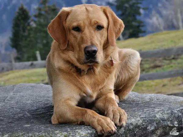 A photo of a dog in a field, representing dog reverse coughing and sneezing, potentially caused by respiratory irritants