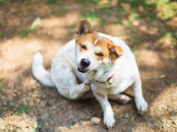 A photo of a dog scratching, a common sign of allergies, which can cause reverse sneezing in dogs or reverse coughing in dogs