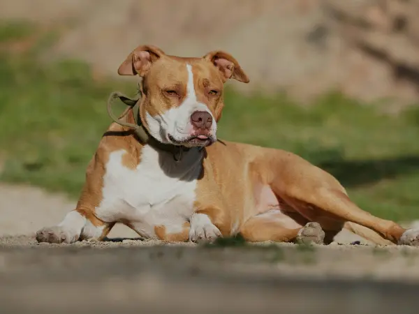 A photo of a dog reverse sneezing or reverse coughing due to inhaled foreign bodies like dirt particles from the ground