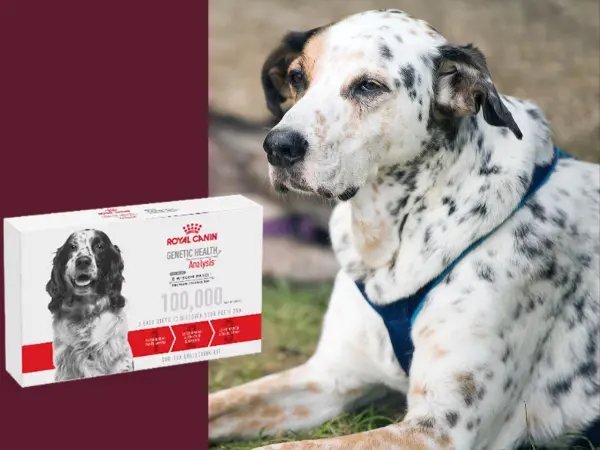 A photo of a mixed-breed dog beside the box of the Royal Canin dog DNA test kit