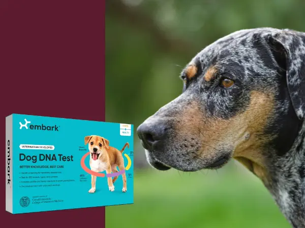 A photo of a mixed-breed dog beside the box of the Embark dog DNA test kit