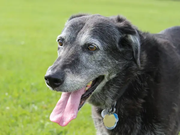 A photo of a mixed-breed dog, the kind of dog that is most commonly DNA tested to determine their breed ancestry