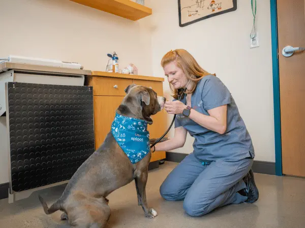 An older dog brought to Sploot Veterinary Care for cfDNA testing, a type of dog DNA test that helps screen for cancer, inflammation, and organ damage