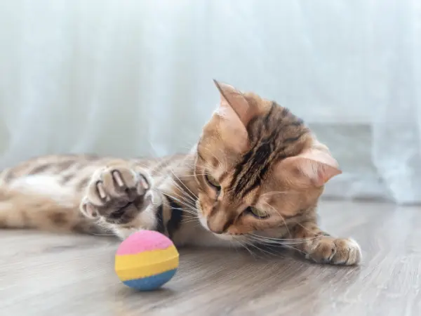 An adorable gray cat playing with a ball, after getting proper feline anxiety treatment, which can include anti-anxiety meds for cats