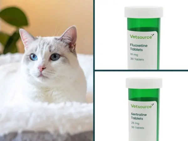 A photo of a cat resting contentedly next to common anxiety meds for cats in the SSRI drug class, including fluoxetine and sertraline