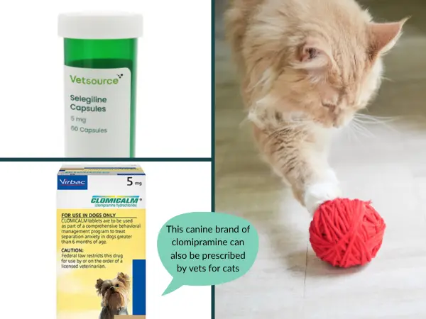 A photo of a cat playing with yarn next to common anti-anxiety medications for cats, including selegiline and clomipramine (canine brand)