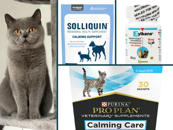 A photo of a relaxed cat next to feline calming supplements that can be used with or as an alternative to anti-anxiety medications for cats, depending on the case