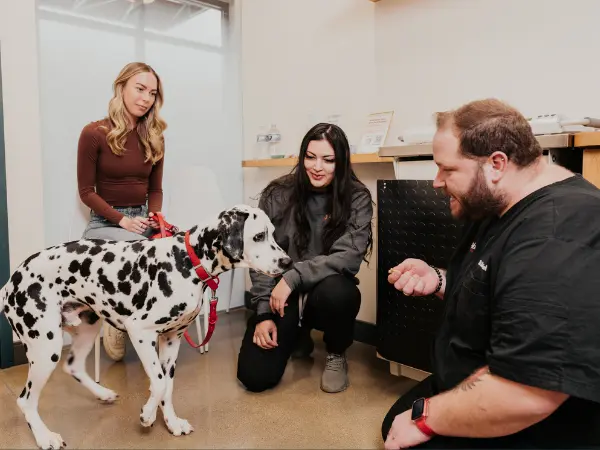 A photo of a dog brought to Sploot Veterinary Care, a full-service vet clinic in Denver, Colorado Springs, and Chicago, that treats foreign body ingestion in dogs