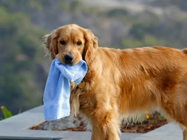 A dog with a piece of cloth in their mouth, representing an incident wherein a dog ate a textile like cloth or carpet, another common type of foreign body ingestion in dogs