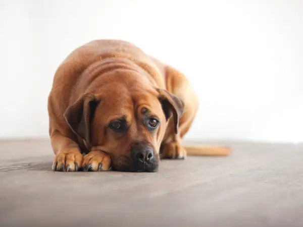 A photo of a dog seeming like they’re not feeling well, representing discomfort after foreign body ingestion
