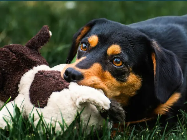 A photo of a dog biting a stuffed toy or plushie, representing an incident wherein a dog ate a stuffed toy, a common type of foreign body ingestion in dogs