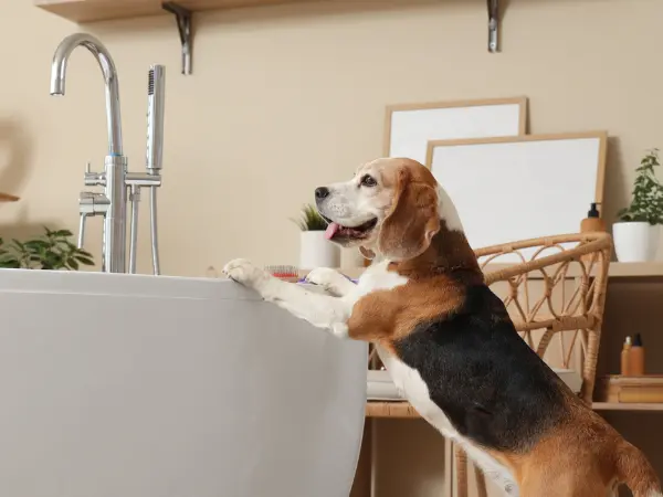 A dog in a bathroom, representing an incident where a dog ate soap, a common kind of foreign body ingestion in dogs