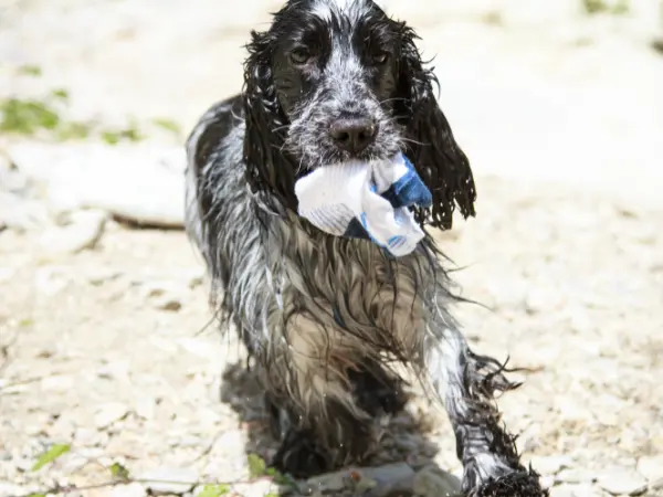A dog with a sock in their mouth, representing an incident where a dog ate a sock, a common type of foreign body ingestion in dogs