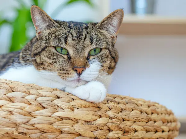 A photo of an old cat, representing cats that may need cat joint supplements
